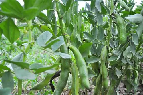 Всё, что нужно знать о выращивании фасоли: королевы весны