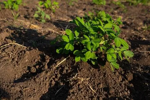 Всё, что нужно знать о выращивании арахиса: звездный фрукт аперитива