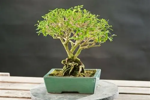Бонсай Серисса японская. Форма Сокан
