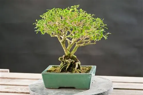 Серисса: цветочный и нежный бонсай