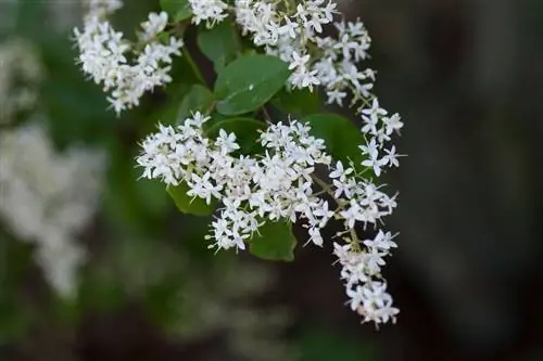 Бирючина китайская: простой в использовании бонсай на открытом воздухе