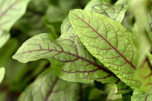 Щавель: ароматное растение с множеством достоинств