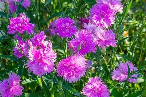 Гвоздика: креативные идеи для исключительных букетов