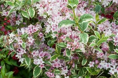 Вейгела Флорида Вариегата