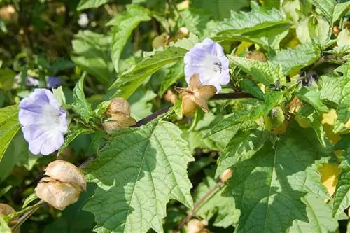 Интригующая красота цветка Никандре, украшение тьмы