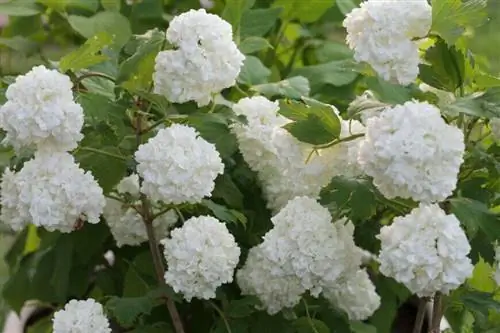Снежок Калина обье в цветке (Viburnum opulus)