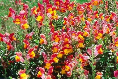 Светильник Snapdragon «бронзовый и желтый»