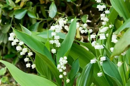 Ландыш (Convallaria majalis)