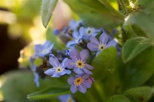 Myosotis palustris
