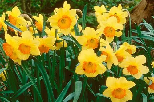 Нарцисс: цветок, празднующий обновление своим весенним сиянием