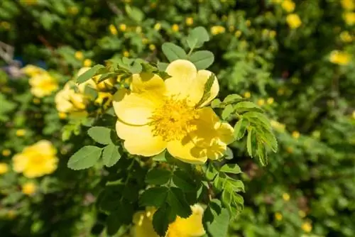 Корета японская: кустарник с желтыми помпонами