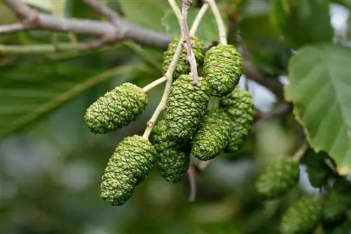 Ольха: деревенское дерево, типичное для речных берегов
