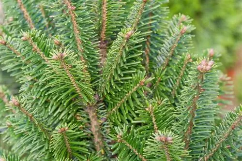 Пихта белая 'Pyramidalis'
