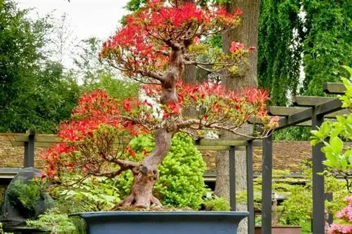 Бонсай Индийская азалия «Кинсай» Бонсай в цвету в саду