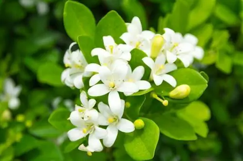 Бонсай из китайского самшита Муррайя метельчатая