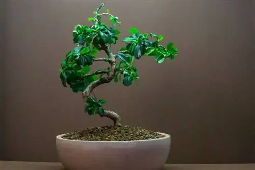 Бонсай Кармона микрофилла