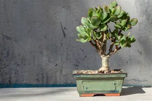 Крассула овата, выращенная в бонсай