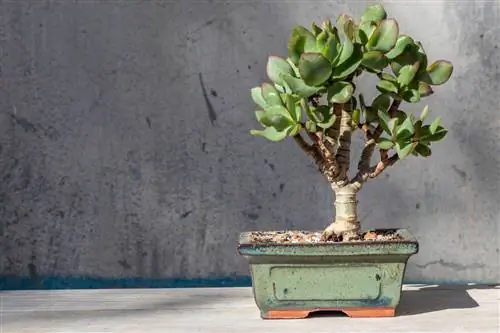 Крассула: бонсай с оригинальными листьями