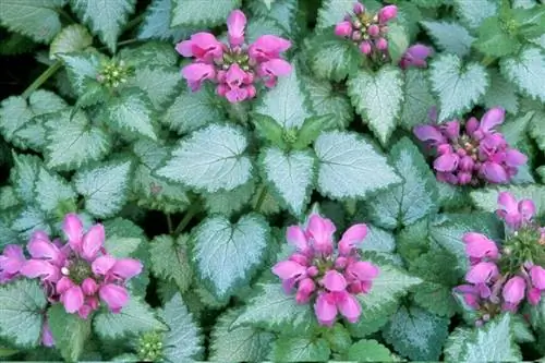 Lamium maculatum 'орхидея морозная'