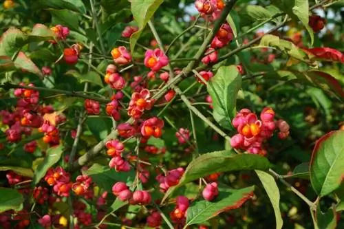 Бересклет европейский 'Красный Каскад'