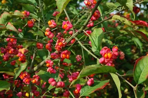 Капюшон епископский: как его посадить и ухаживать?