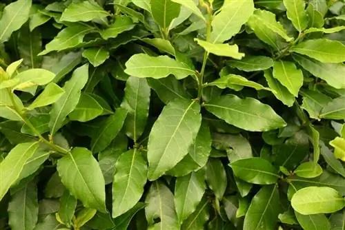 Соус из лаврового листа