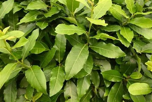 Лавр соусный: кустарник с ароматными и ароматными листьями