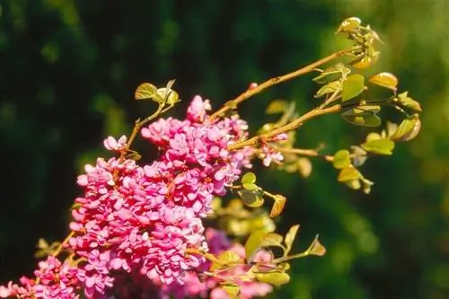 Иудиное дерево (Cercis siliquastrum) весеннецветущее дерево.