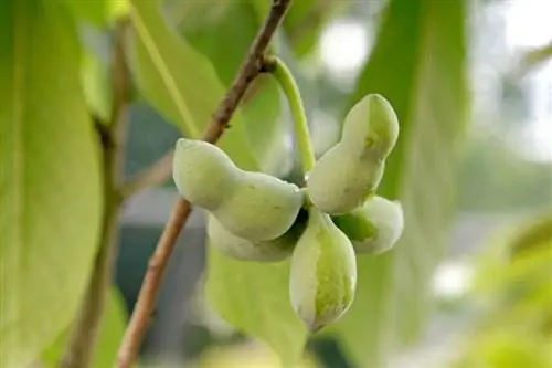 Плод азимины трехлопастной 'Hayes'.