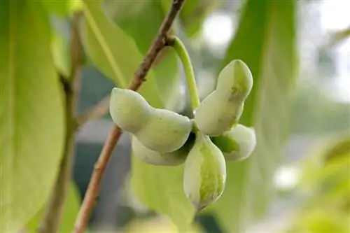 Азиминье: малоизвестное плодовое дерево