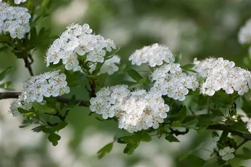 Боярышник: дерево с множеством достоинств