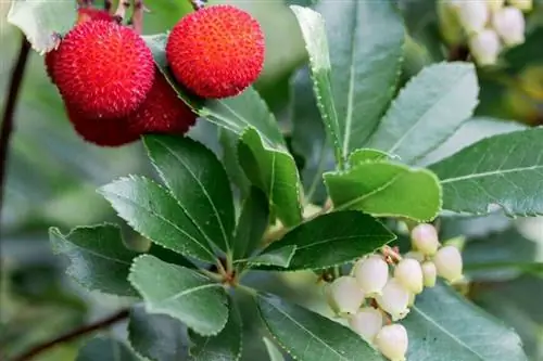 Земляничное дерево (Arbutus unedo), приносящее осенью одновременно цветы и спелые плоды.