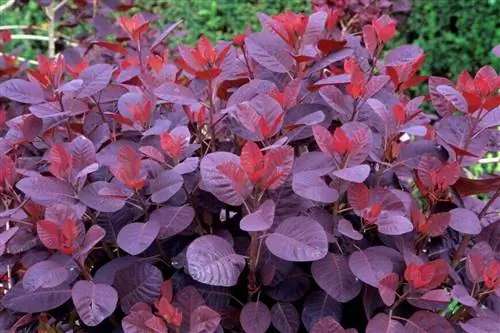 Париковое дерево (Cotinus coggygria) 'Royal Purple', листва летом темно-фиолетовая.