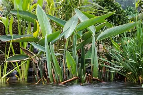 Талия белая (Thalia Dealbata)