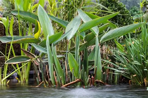 Талия белая: исключительная листва, придающая нотку экзотики