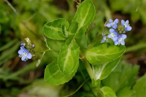 Вероника: декоративное растение для водного сада