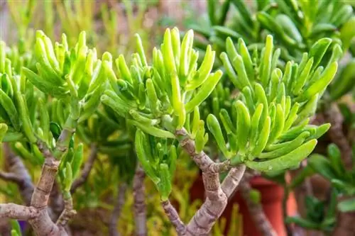 Крассула овальная.