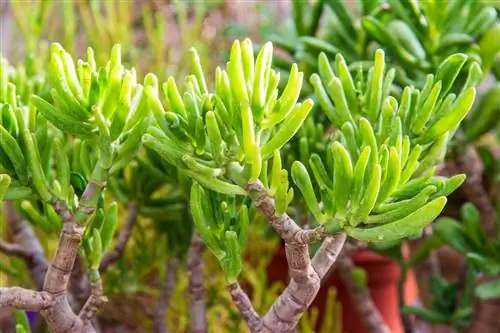 Крассула: Как посадить и ухаживать за ней?