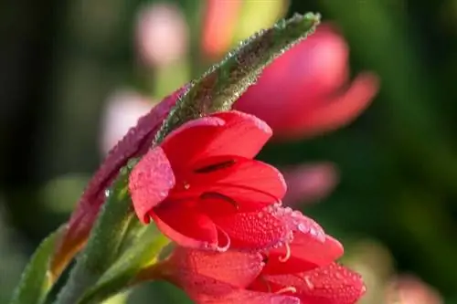 Schizostylis coccinea major