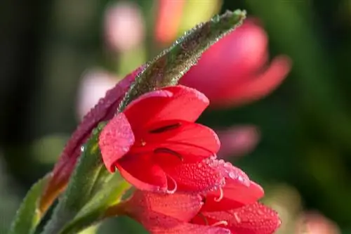 Schizostylis: красивое поздноцветущее растение