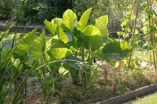 Таро (Colocasia esculenta) в огороде