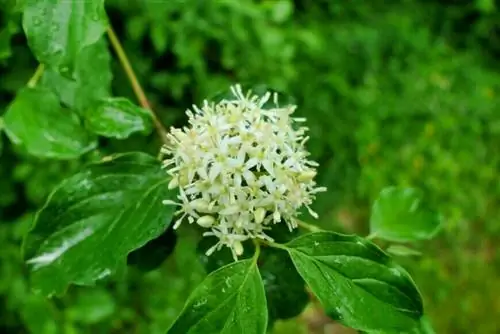 Кизил