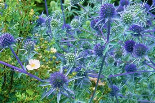Паникаут (Eryngium planum) 'блау каппе'