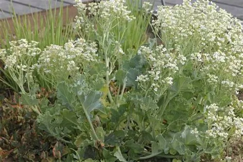 Капуста приморская, Crambe maritima