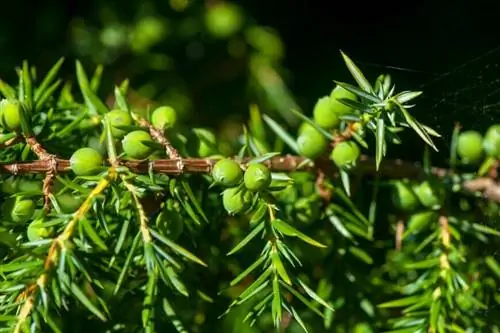 Можжевельник обыкновенный женский (Juniperus communis)