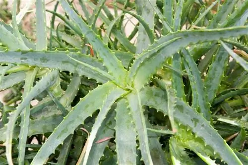 Алоэ древовидное (Aloe arborescens)