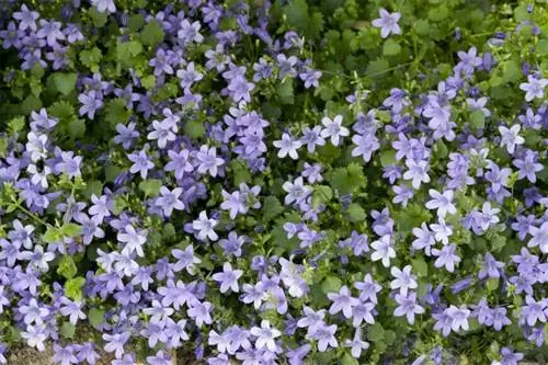 Колокольчик настенный (Campanula Muralis)
