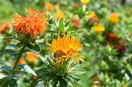 Сафлор (Carthamus tinctorius)