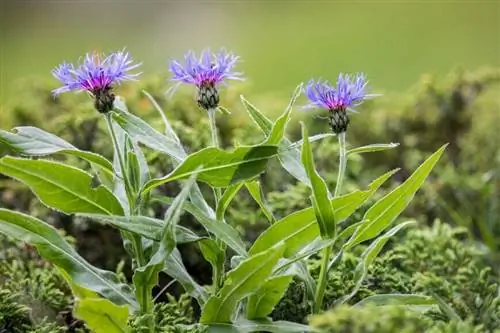 Василек горный (Centaurea montana)