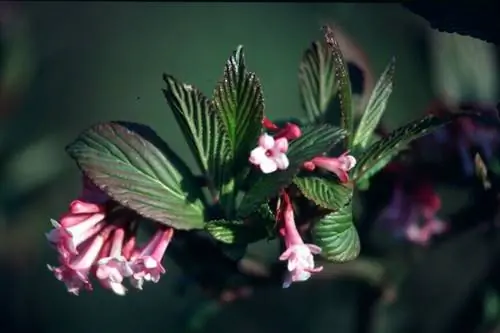 Калина зимняя viburnum x bodnantense, розовое и ароматное цветение в конце зимы.